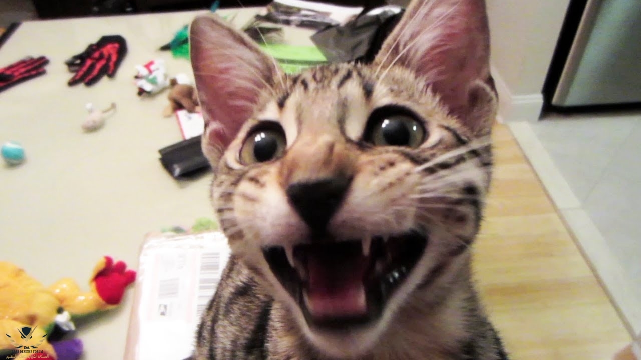 maxresdefault (5).jpg