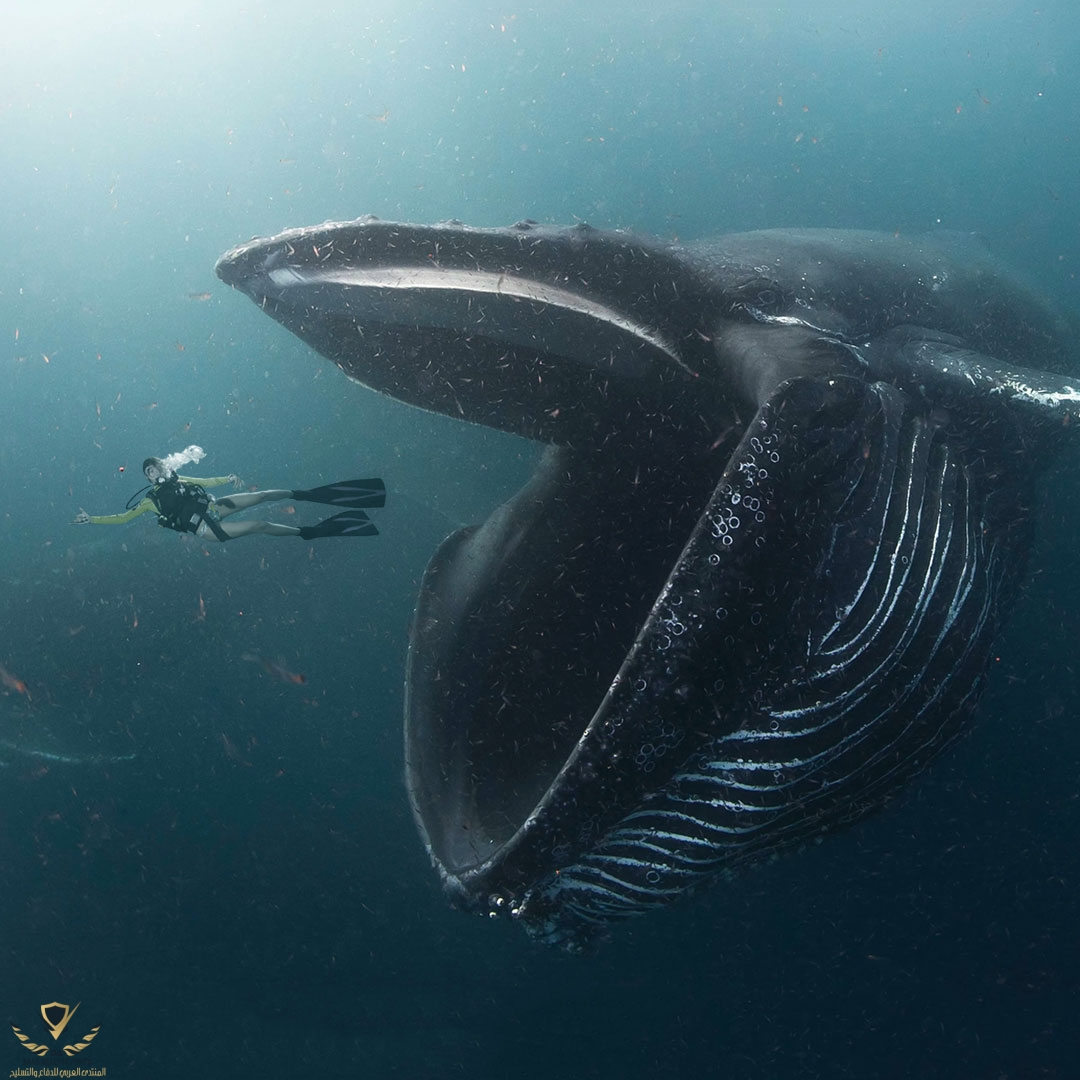 Swallowed-by-a-whale-FB-thumb.jpg