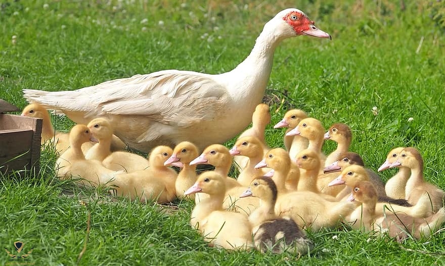 ducklings-chicks-kukchen-duck-young-birds-plumage-animal-world-birds-swim.jpg