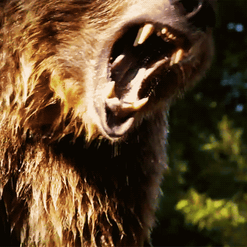 bear-gif-Favim.com-2227992.gif