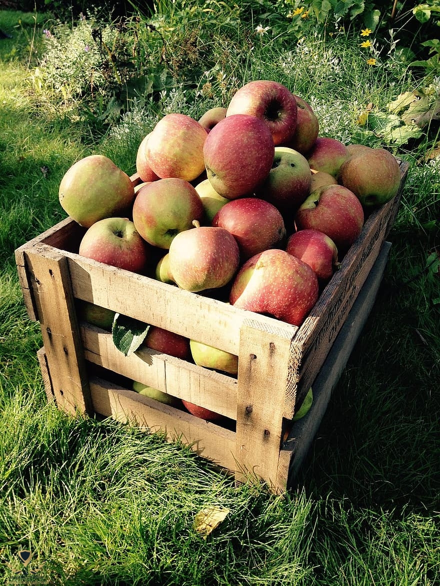 apple-harvest-box-fruit-autumn-fruits-nature-apple-tree-healthy.jpg