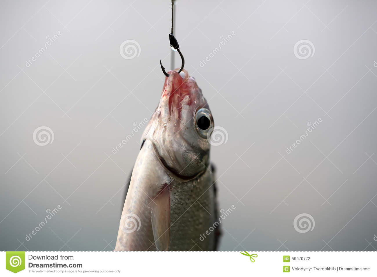 fish-hook-closeup-catch-one-river-lake-little-hanging-sharp-lip-maggot-sunny-day-outdoor-water...jpg