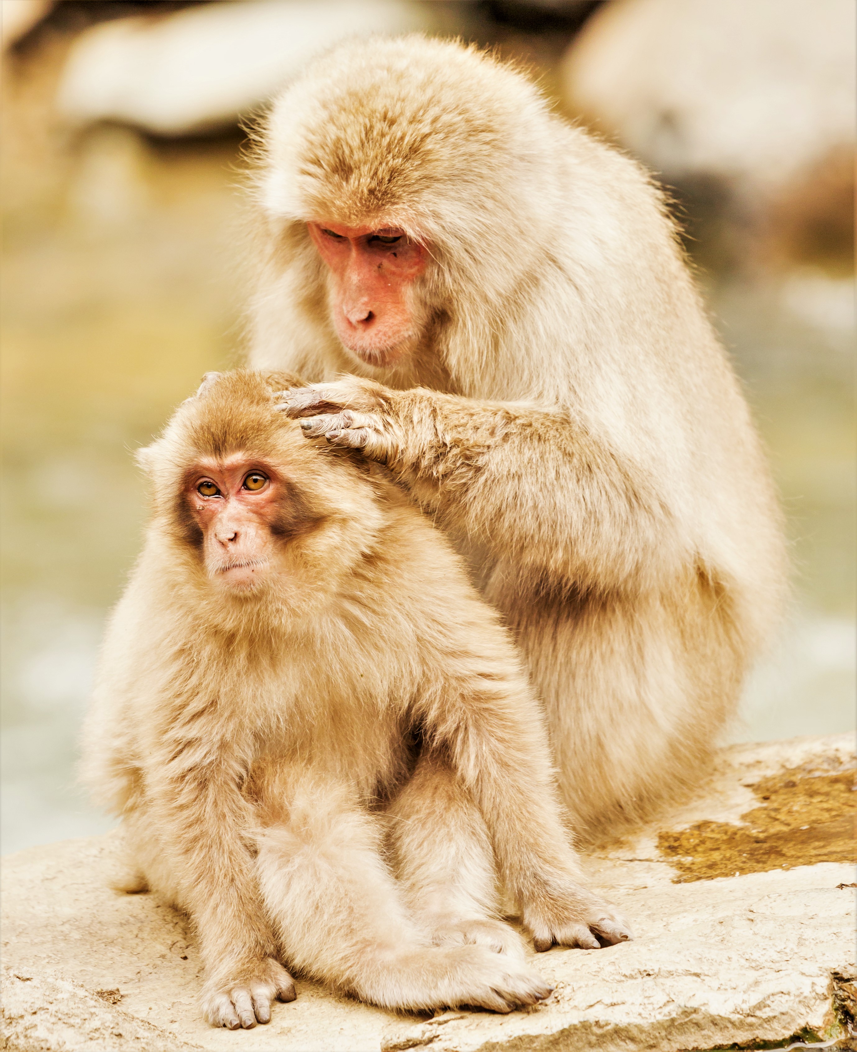 Japanese_Snow_Monkey_(Macaque)_Mother_Grooms_Her_Young.jpg