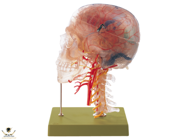 laleo_QS657-modelo-anatomico-craneo-transparente-con-cerebro-y-sistema-de-abastecimiento-nervi...png