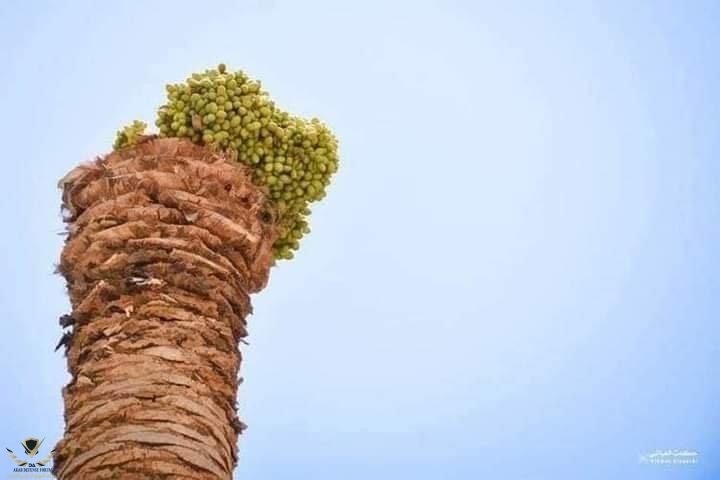9A9F3368-996D-49E6-B3FB-FF24700DF736.jpeg