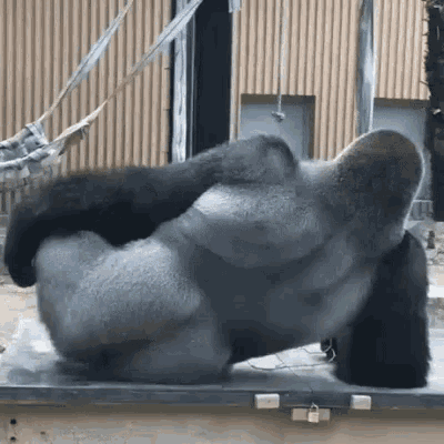 gorilla-itchy.gif