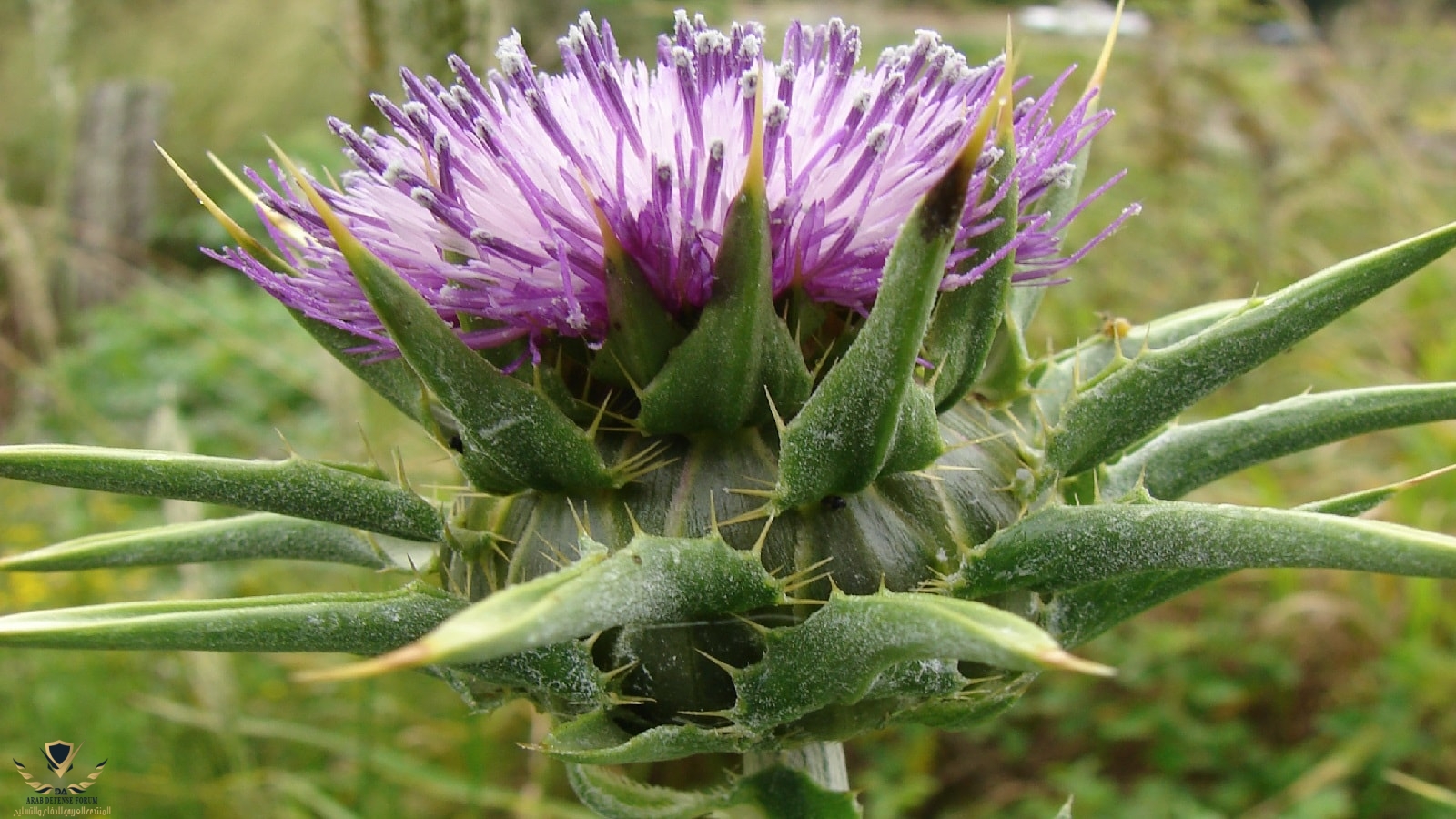 Silybum-Marianum-Flower-1.jpg