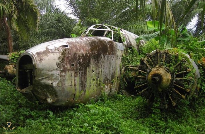 WW2 Bomber Being Swallowed Up By Jungle Undergrowth_ Photos By Bruce Mcpherson.jpeg