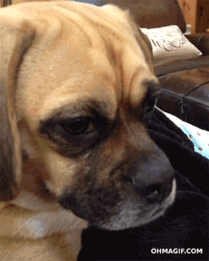 giphy (30).gif