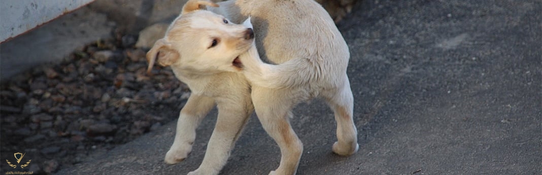 tail-biting-in-dogs.jpg