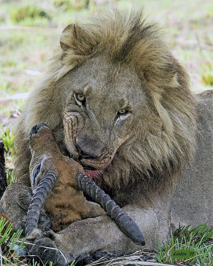 lion-prey-larry-linton.jpg