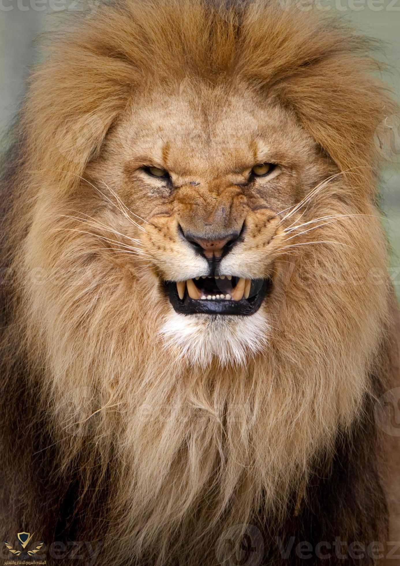 portrait-of-an-angry-lion-photo.jpg