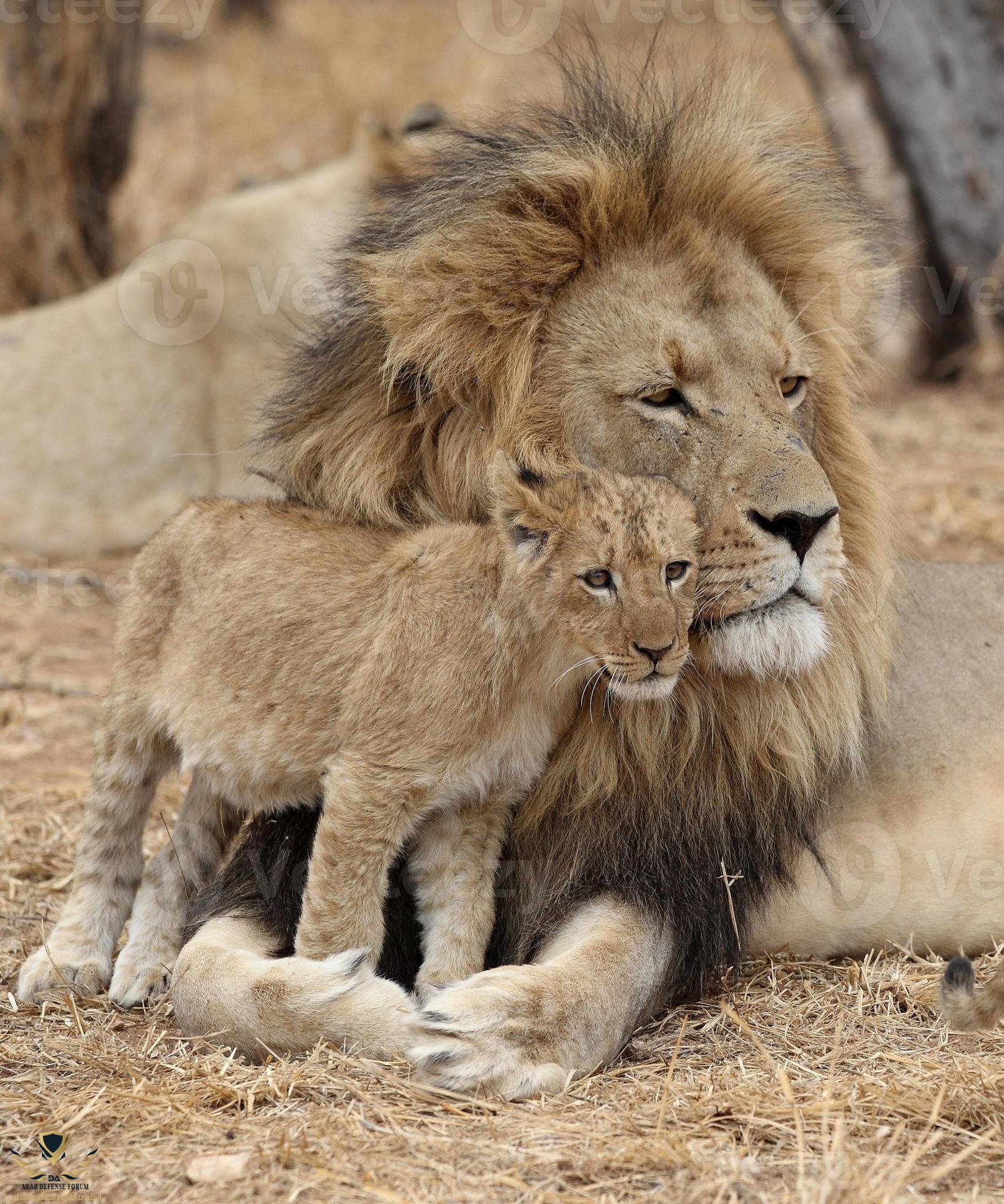 adult-with-baby-lion-cub-in-south-africa-photo.jpg