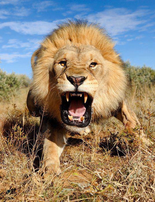 angry_lion_big_teeth.jpg