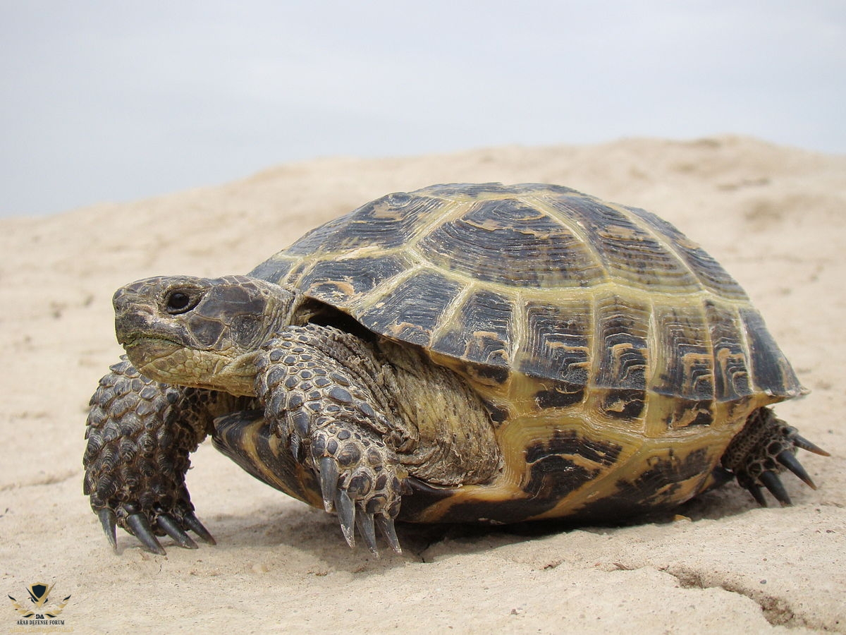 1200px-Testudo_horsfieldii;_Baikonur_001.jpg