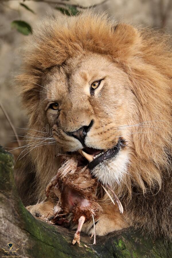 lion-eating-meat-wooden-log-207638171.jpg