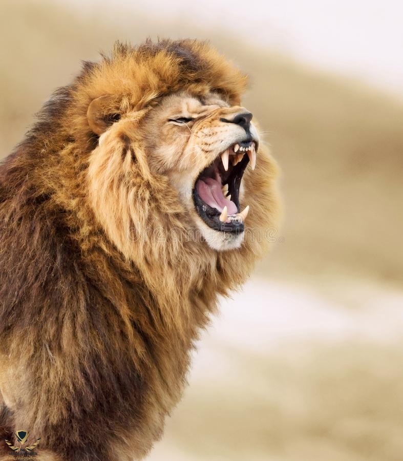 great-lion-portrait-powerful-roaring-male-135483816.jpg