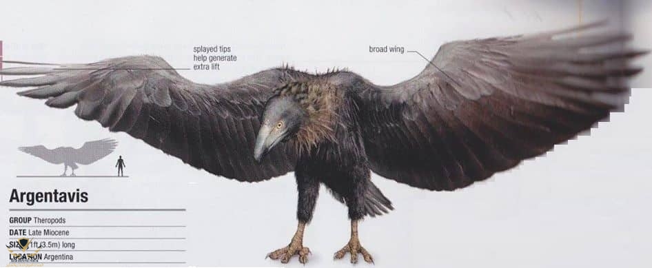 caevvsutxv261 (1).jpg