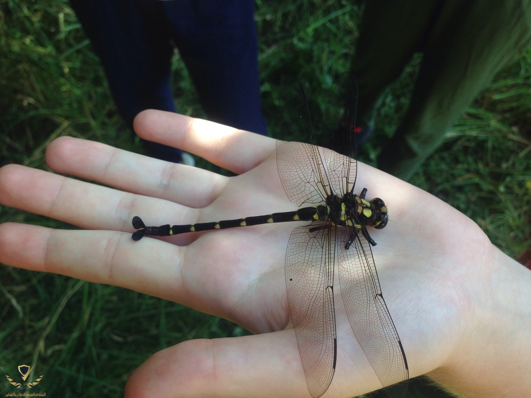 INSECTS_ITV_Image_map_Aquatic_insects_Dragonfly.jpg