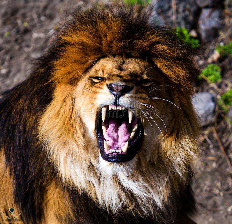 angry-mighty-lion-150899667.jpg