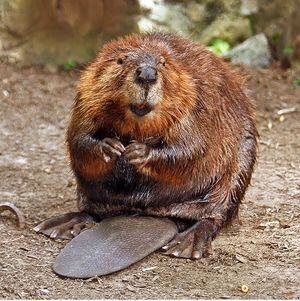 300px-American_Beaver.jpg