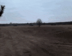 LoathsomeRemoteAmericancicada-max-1mb.gif