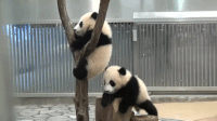 cba680f18924e4cafbfe9b97d9af6ce6_w200.gif