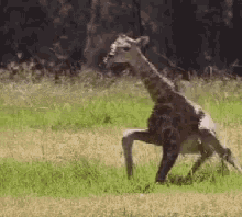baby-giraffe-trying-to-walk.gif