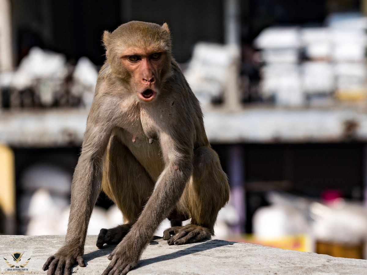 1_Urban-monkey-shows-anger-while-sitting-on-a-walljpgMan-falls-from-roof-and-dies-after-being-...jpg