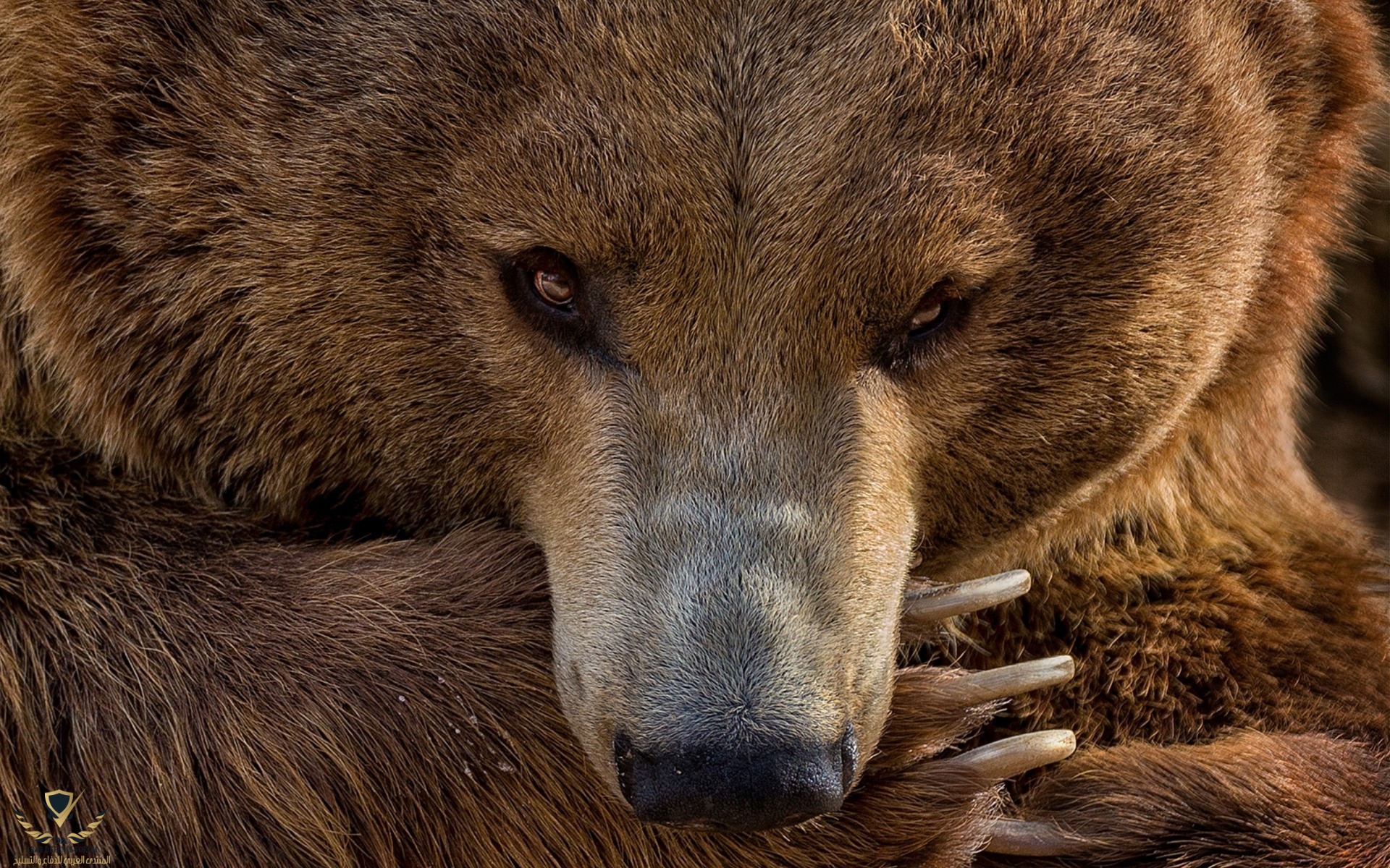 grizzly-bear-large-brown-bear-wildlife-portrait-predator.jpg