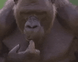 200 (1).gif