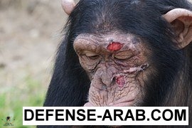 chimpanzee-871297__180.jpeg