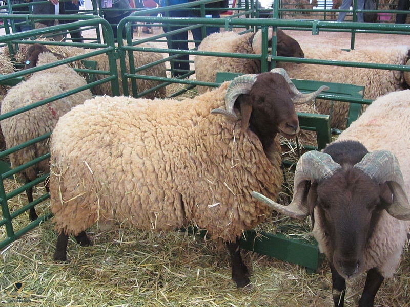 Mouton_(16).jpg