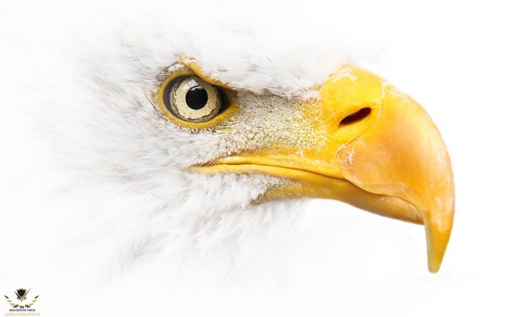 thumb2-bald-eagle-white-background-bird-of-prey-symbol-of-usa-north-america.jpg