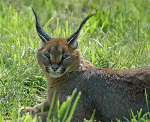 Caracal-caracal-32224760-500-408.jpg