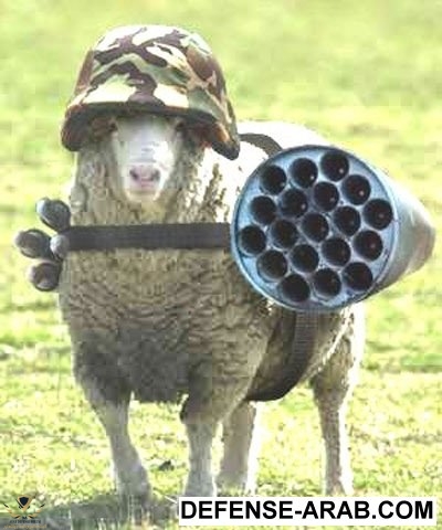 army_sheep_armee_mouton.jpg