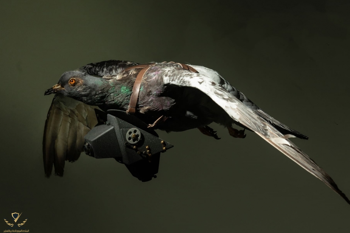 classic-lrg-pigeon-flying-with-spy-camera.jpg