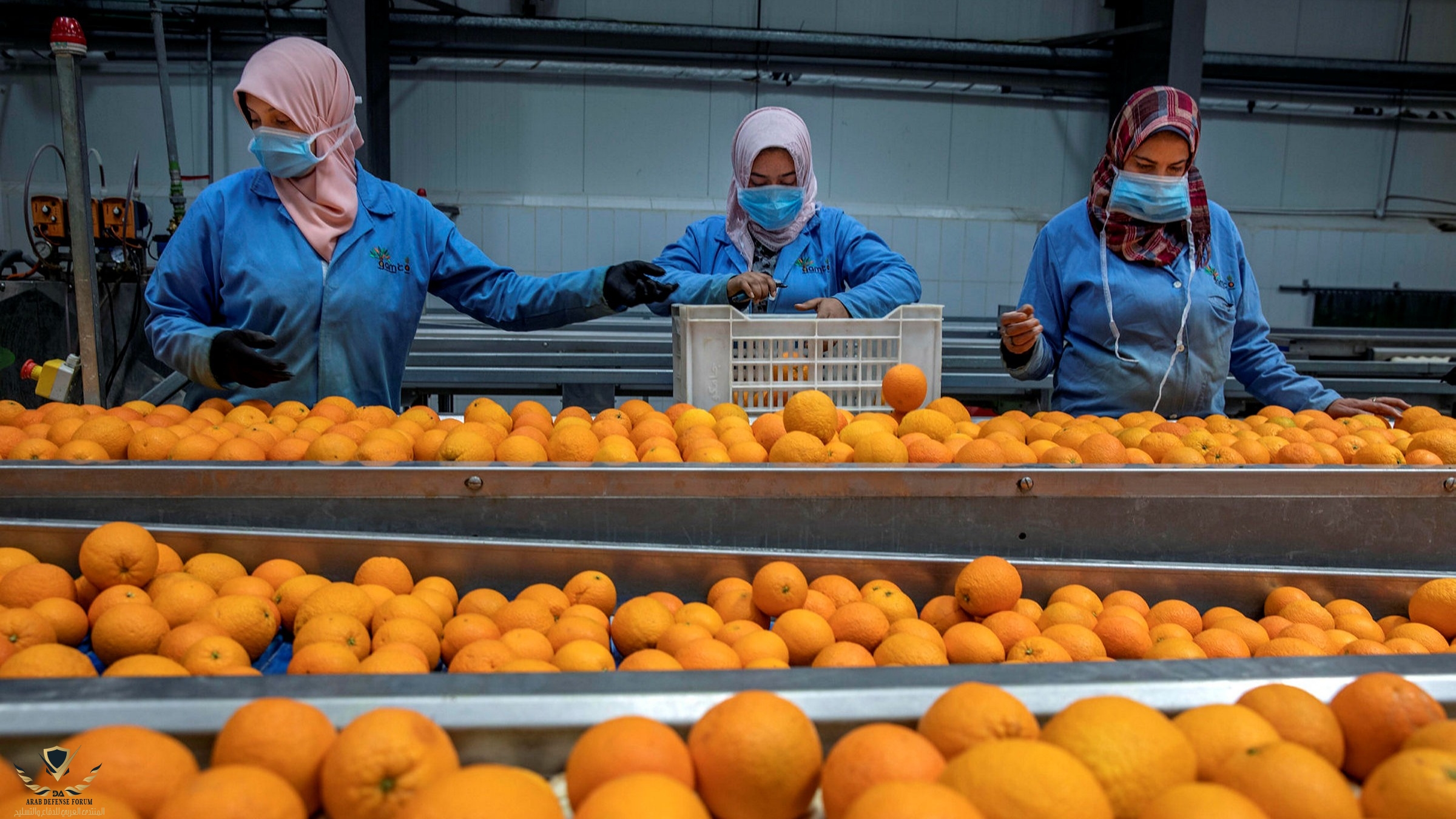 Egypt_agricultural_exports.jpeg
