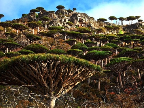 Socotra.original.1994-e1460410330749.jpg