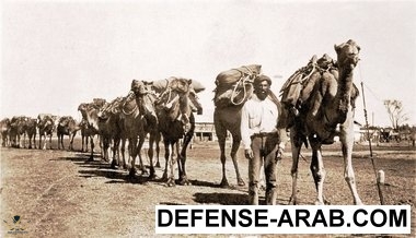 mk48933_camel1.jpg