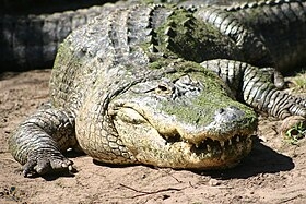 American_Alligator.JPG