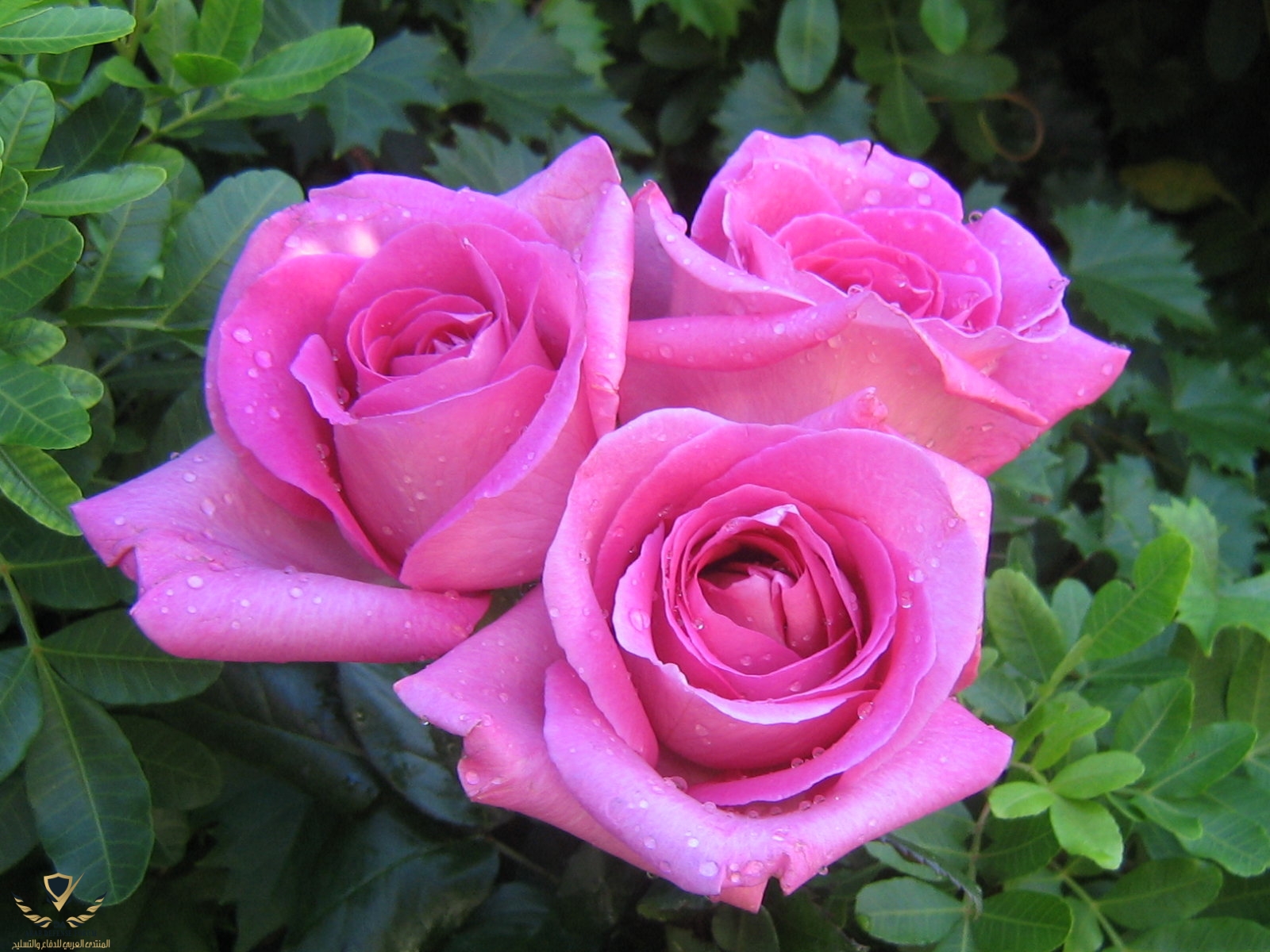 roses_bouquet_3491.jpg