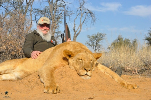 lion3.jpeg