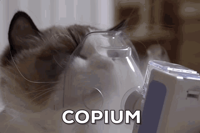 1748855892361.gif