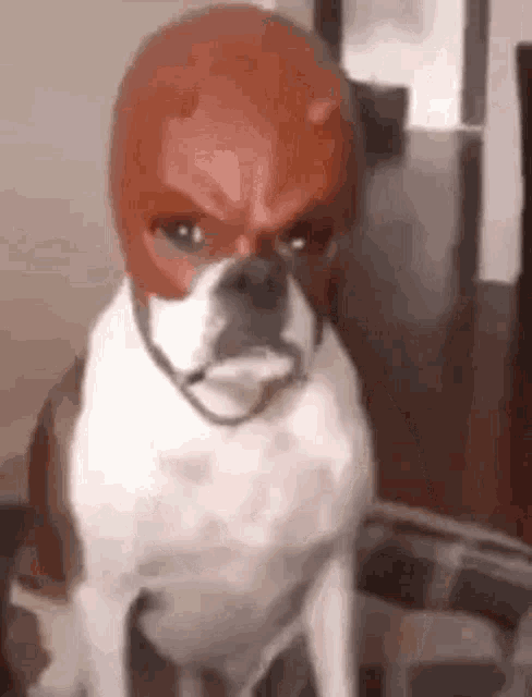 1000126211.gif