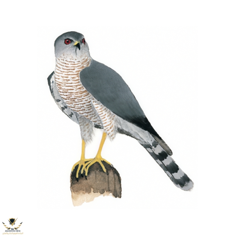 Shikra-Little-Banded-Goshawk-800x800-1.jpg