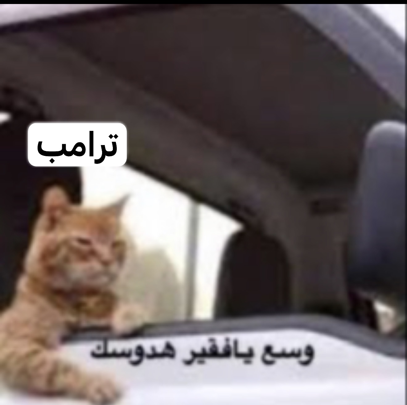 IMG_6343.jpeg