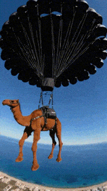 camel-skydive.gif