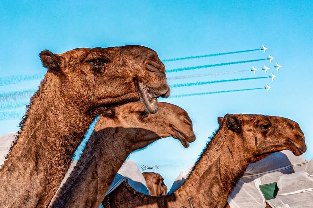 #اليوم_الوطني #اليوم_الوطني_السعودي #اليوم_الوطني_السعودي94 #الخبر #نياق #ابل #منقية.jpg