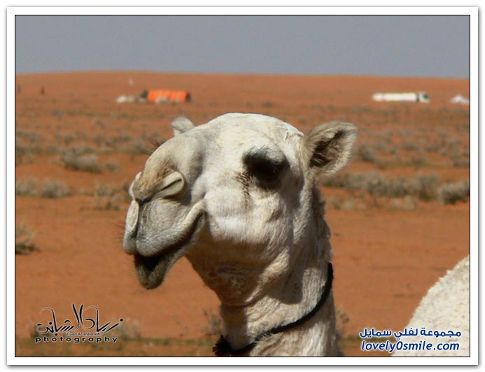 Types-of-camels-12.jpg